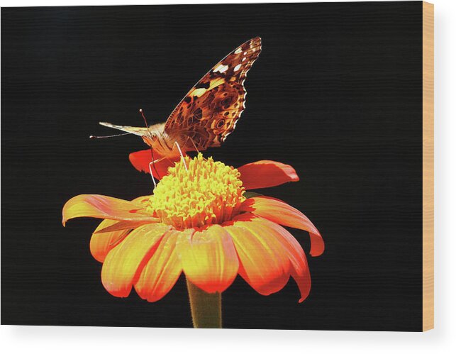 Painted Lady Wood Print featuring the photograph Painted Lady On Mexican Sunflower by Debbie Oppermann