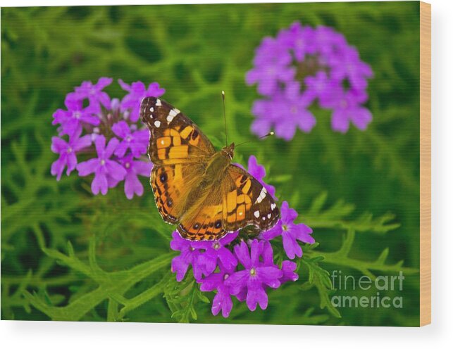 Michael Tidwell Photography Wood Print featuring the photograph Painted Lady on Purple Verbena by Michael Tidwell