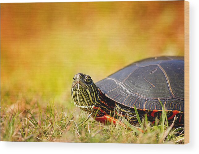 Painted Turtle Photo Wood Print featuring the photograph Painted Turtle Print by Gwen Gibson