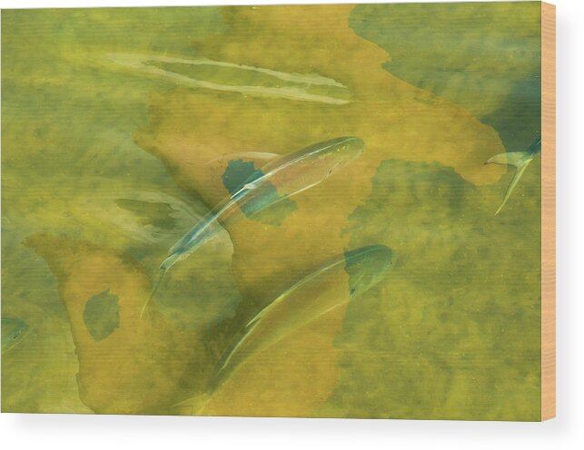 Fish Reflection Abstract Painterly Green-yellow Water Wood Print featuring the photograph Painterly Fish by Carolyn D'Alessandro