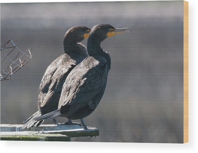 Double-crested Cormorant Wood Print featuring the photograph Pair Double-Crested Cormorant 3 March 2018 by D K Wall