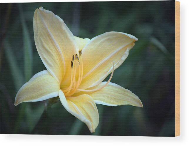 Lilies Wood Print featuring the photograph Pale Yellow Day Lily by Terence Davis