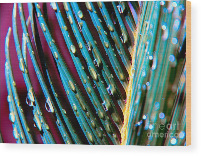 Palm Tree Wood Print featuring the photograph Palms after a Rainy Day by Mariola Bitner