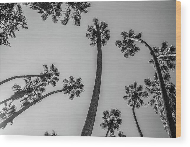 Palm Trees Wood Print featuring the photograph Palms Up II by Ryan Weddle
