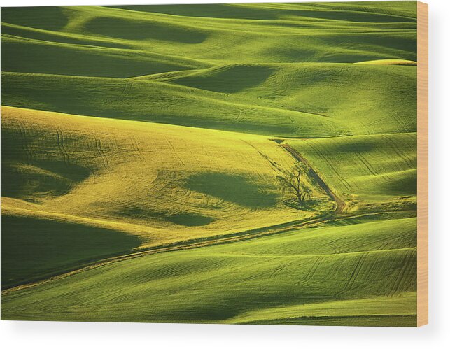 The Palouse Wood Print featuring the photograph Palouse Shades of Green by Dan Mihai