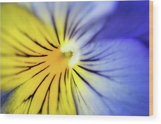 Pansy Wood Print featuring the photograph Pansy Close-Up by Lisa Blake