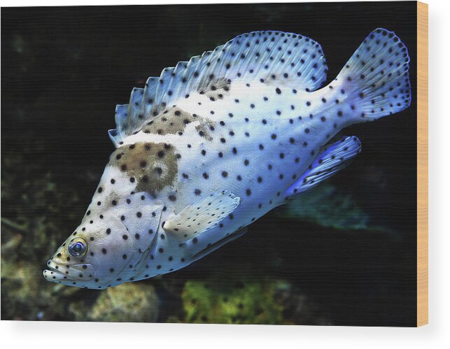 Fish Wood Print featuring the photograph Panther Grouper by Scott Cordell