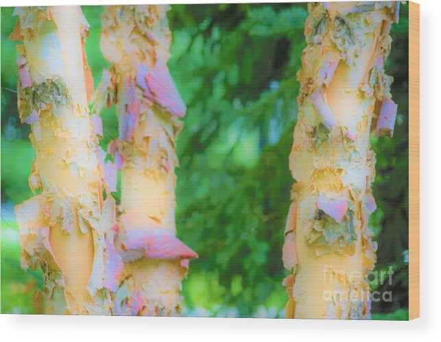 Trees Wood Print featuring the photograph Paper thin Bark by Merle Grenz