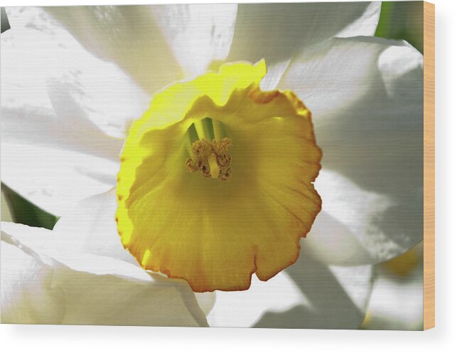 Daffodil Wood Print featuring the photograph Paperwhite Jonquil by ShaddowCat Arts - Sherry