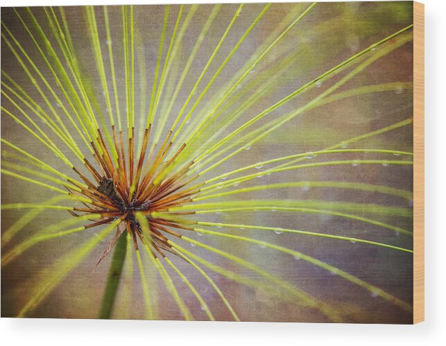 Costa Rica Wood Print featuring the photograph Papyrus by Kathy Adams Clark