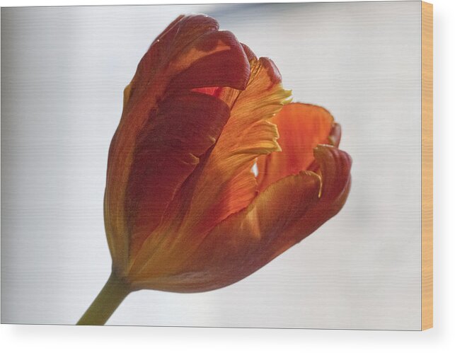 Flower Wood Print featuring the photograph Parrot Tulips 19 by Robert Ullmann