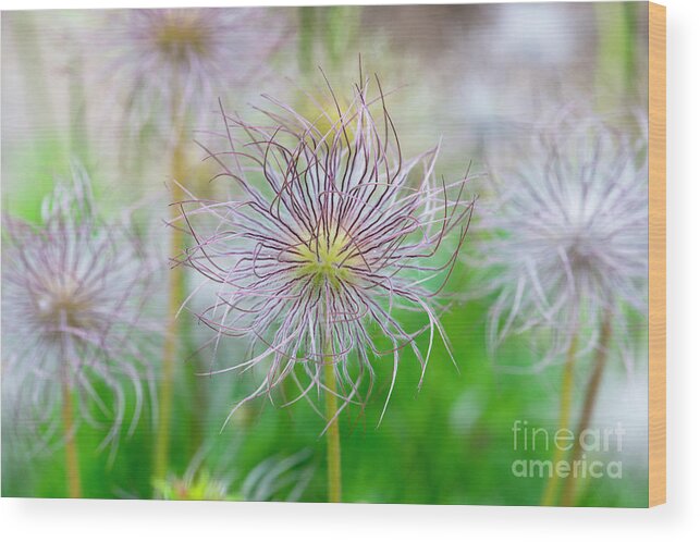  Pasqueflower Seed Heads Wood Print featuring the photograph Pasqueflower Seed Heads by Tim Gainey