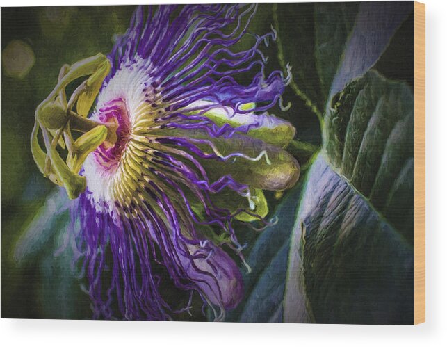 Passion Flower Wood Print featuring the painting Passion Flower Profile by Barry Jones