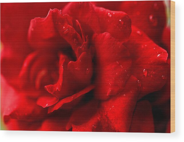 Flowers Wood Print featuring the photograph Passion for Flowers. Sensual Petals by Jenny Rainbow