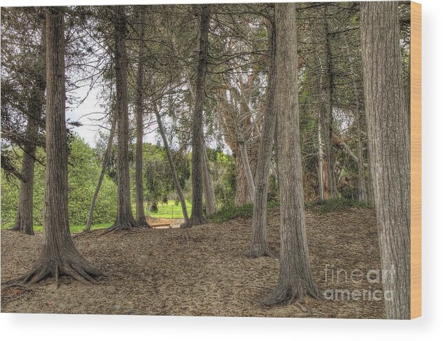 Trees Wood Print featuring the photograph Past the Beach and Through the Trees by Mathias 