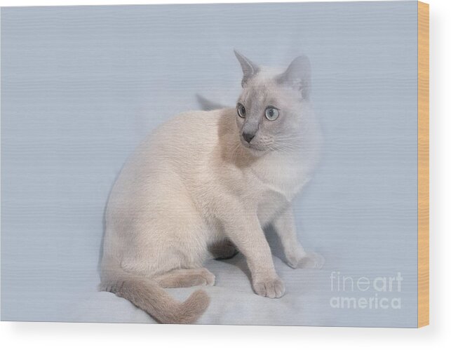 Animal Wood Print featuring the photograph Pastel Angel Kitty by Linda Phelps