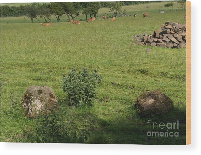 Beecraigs Wood Print featuring the photograph Pasture. by Elena Perelman