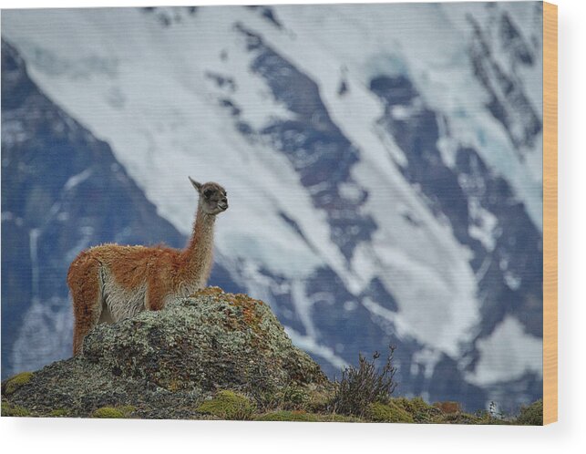Guanaco Wood Print featuring the photograph Patagonian Guanaco #2 - Chile by Stuart Litoff