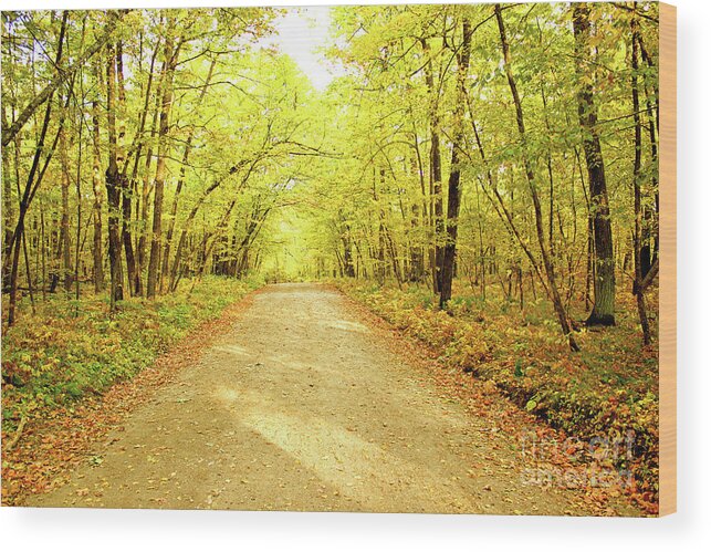 Trail Wood Print featuring the photograph Path in the Woods by Becqi Sherman