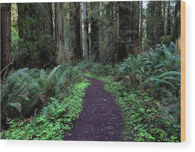 Path Wood Print featuring the photograph Path Through the Redwoods by Rick Pisio