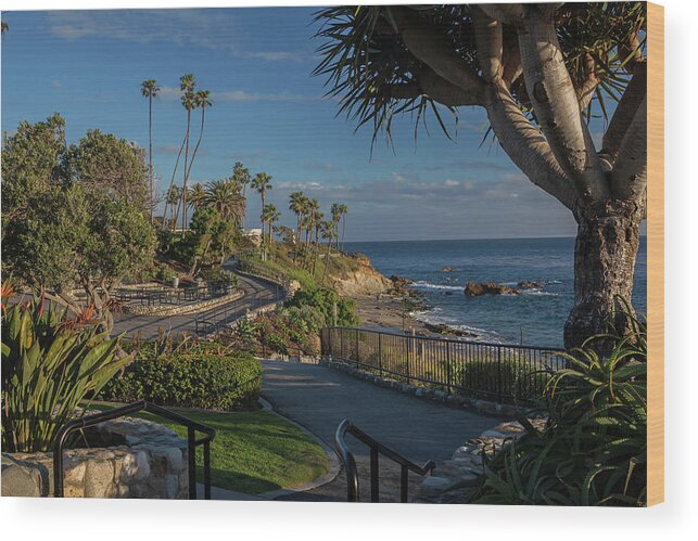 Laguna Beach Wood Print featuring the photograph Pathway along Heisler Park by Cliff Wassmann