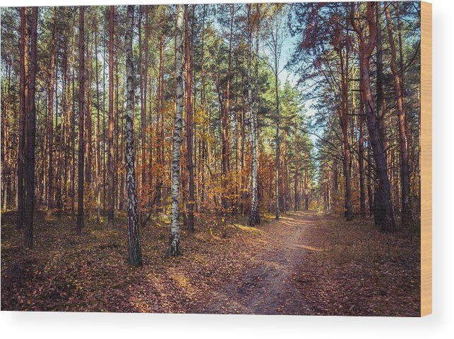 Poland Wood Print featuring the photograph Pathway in the autumn forest by Dmytro Korol