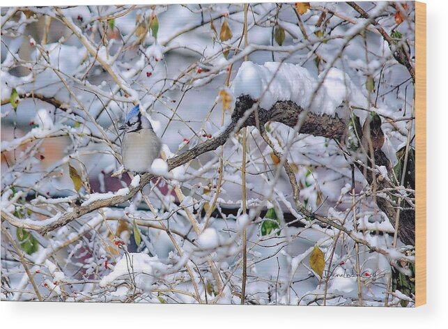 Blue Jay Wood Print featuring the photograph Peace in Solitude by Diane Lindon Coy