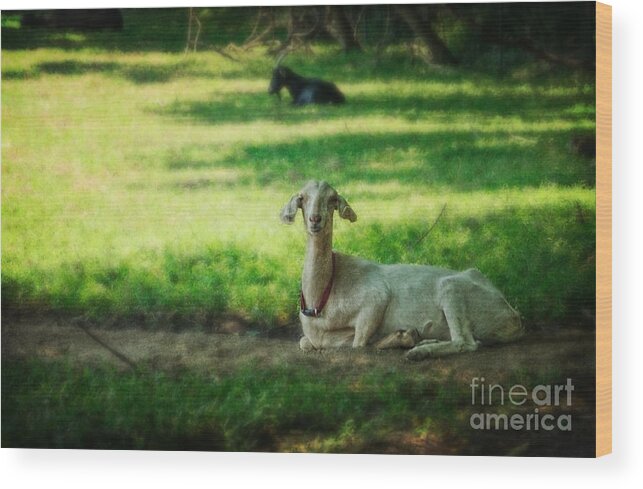 (calm Or Still) Wood Print featuring the photograph Peaceful Pasture by Debra Fedchin