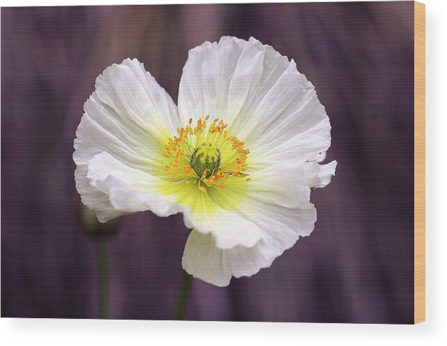 Poppy Wood Print featuring the photograph Peaceful Poppy by Vanessa Thomas