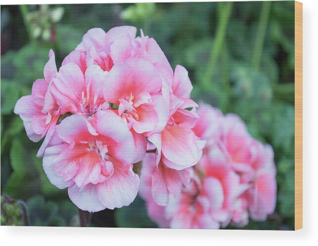 Flower Wood Print featuring the photograph Peach Blossoms by Lisa Blake