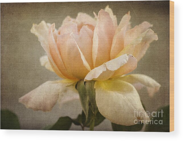Peach Rose Wood Print featuring the photograph Peach Rose by Tamara Becker