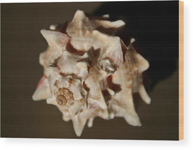 Shells Wood Print featuring the photograph Peaches and cream by Mary Haber