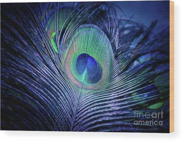 Peacock Wood Print featuring the photograph Peacock Feather Blush by Sharon Mau