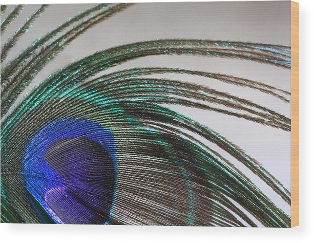 Peacock Feather Wood Print featuring the photograph Peacock Feather Art by Angela Murdock