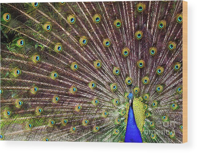 00554023 Wood Print featuring the photograph Peacock In Full Display by Marcel van Kammen
