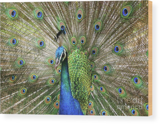 Peacock Wood Print featuring the photograph Peacock Indian Blue by Sharon Mau