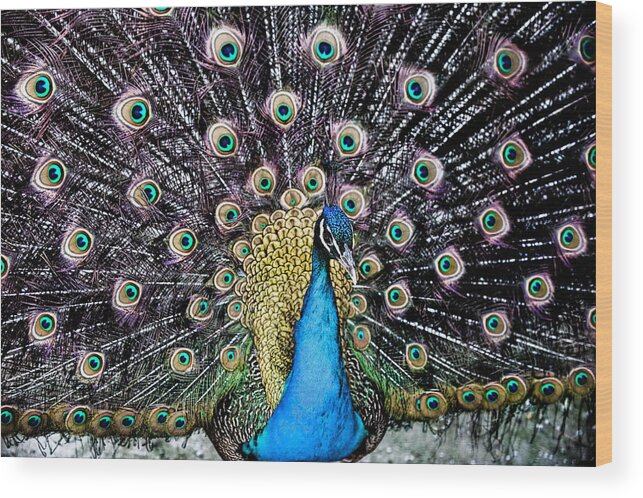 Peacock Wood Print featuring the digital art Peacock by JGracey Stinson