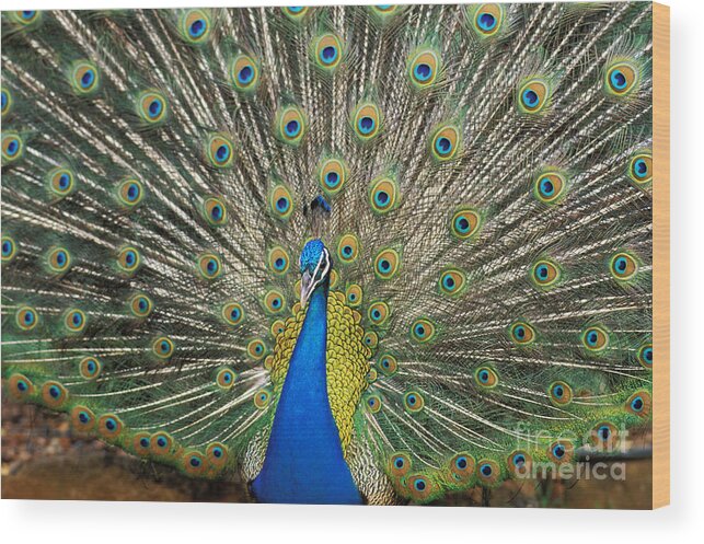 Animal Art Wood Print featuring the photograph Peacock by William Waterfall - Printscapes