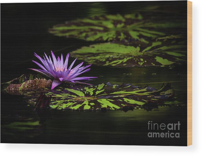 Spring Wood Print featuring the photograph Peaking Out in Purple by Sabrina L Ryan