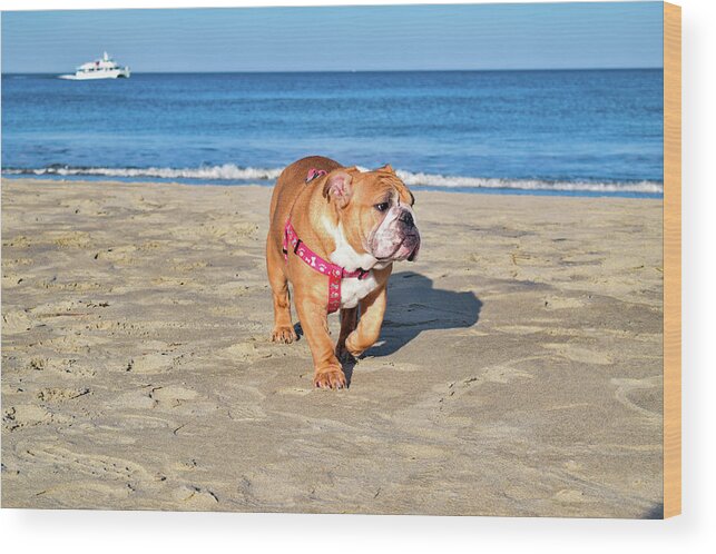 Ocean Wood Print featuring the photograph Peanut on the Beach by Nicole Lloyd