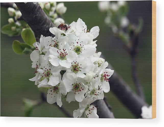 Nature Wood Print featuring the photograph Pear Blossoms in Spring by Sheila Brown