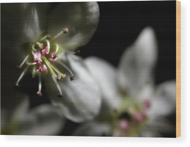 Blossoms Wood Print featuring the photograph Pear Blossoms by Mike Eingle