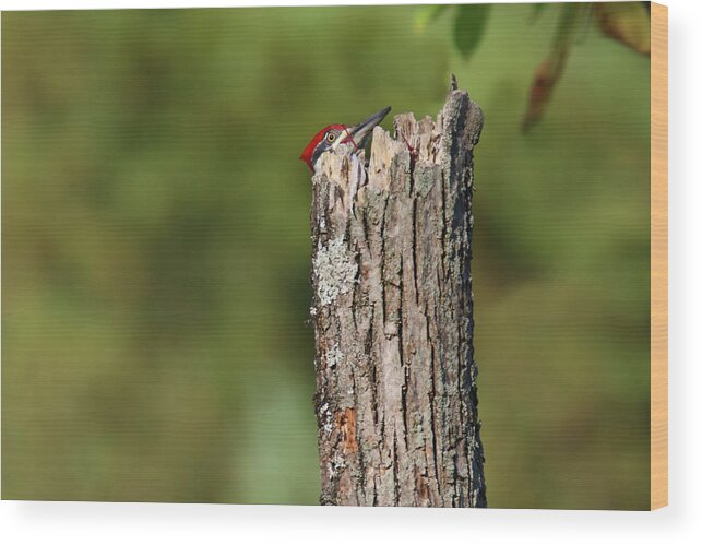 Pileated Woodpecker Wood Print featuring the photograph Peek A Boo Pileated Woodpecker by Brook Burling