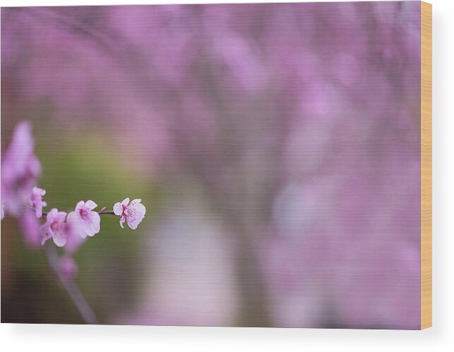 Cherry Blossoms Wood Print featuring the photograph Peekaboo by Kunal Mehra