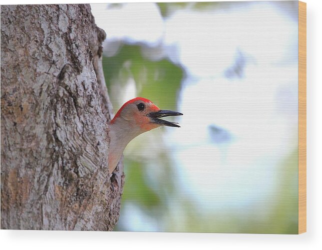 Red Bellied Woodpecker Wood Print featuring the photograph Peeking From his hole in the tree by Chuck Purro