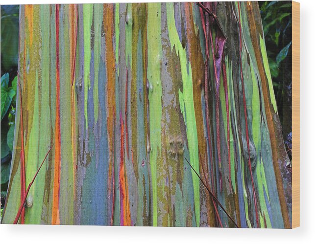 St Lucia Wood Print featuring the photograph Peeling Bark- St Lucia. by Chester Williams