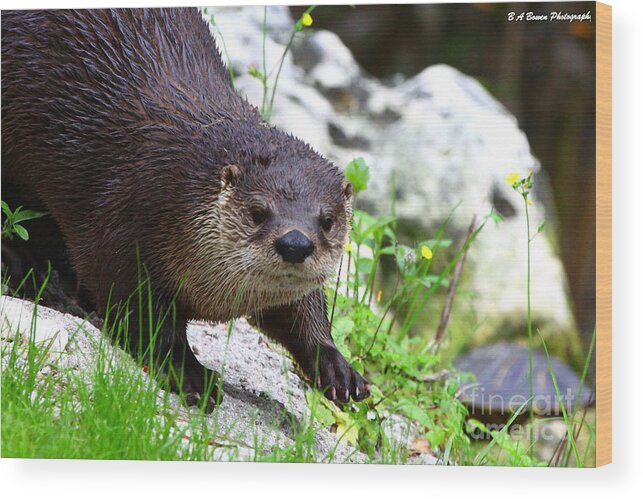 Otter Wood Print featuring the photograph Peering Otter by Barbara Bowen