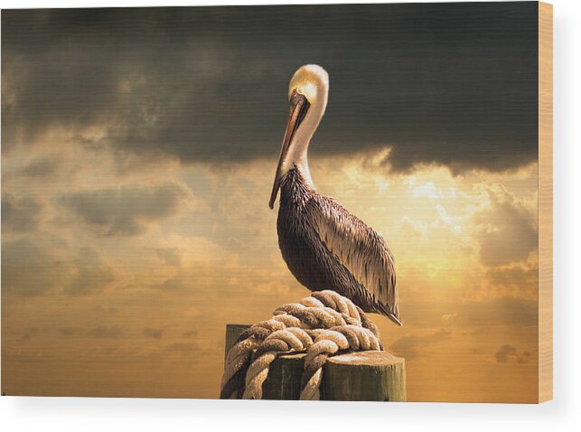 Pelican Wood Print featuring the photograph Pelican after a storm by Mal Bray