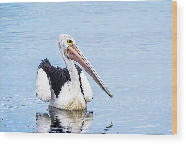 Pelican Wood Print featuring the photograph Pelican by Catherine Reading