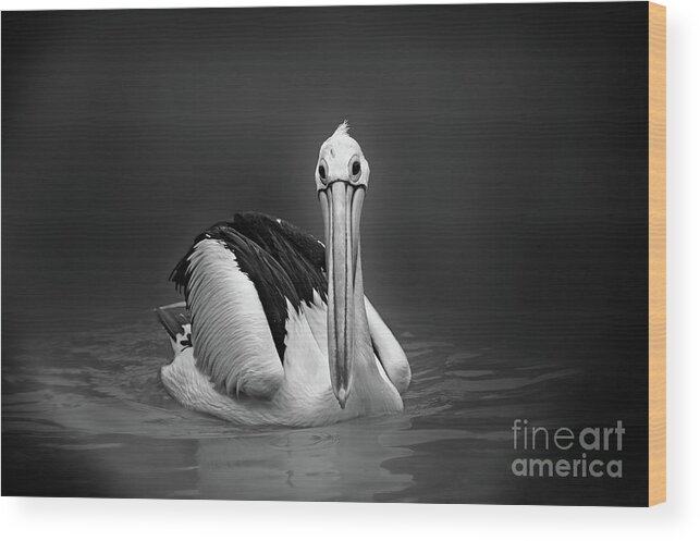 Bird Wood Print featuring the photograph Pelican by Charuhas Images